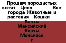 Продам породистых котят › Цена ­ 15 000 - Все города Животные и растения » Кошки   . Ханты-Мансийский,Ханты-Мансийск г.